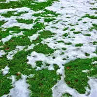 snow melting off grass